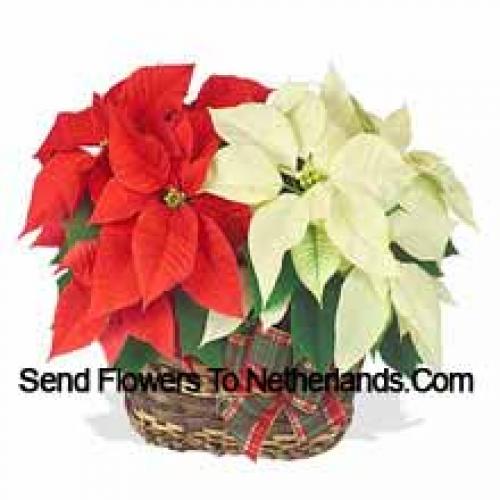 Bellissime Poinsettie Rosse e Bianche in Cestino